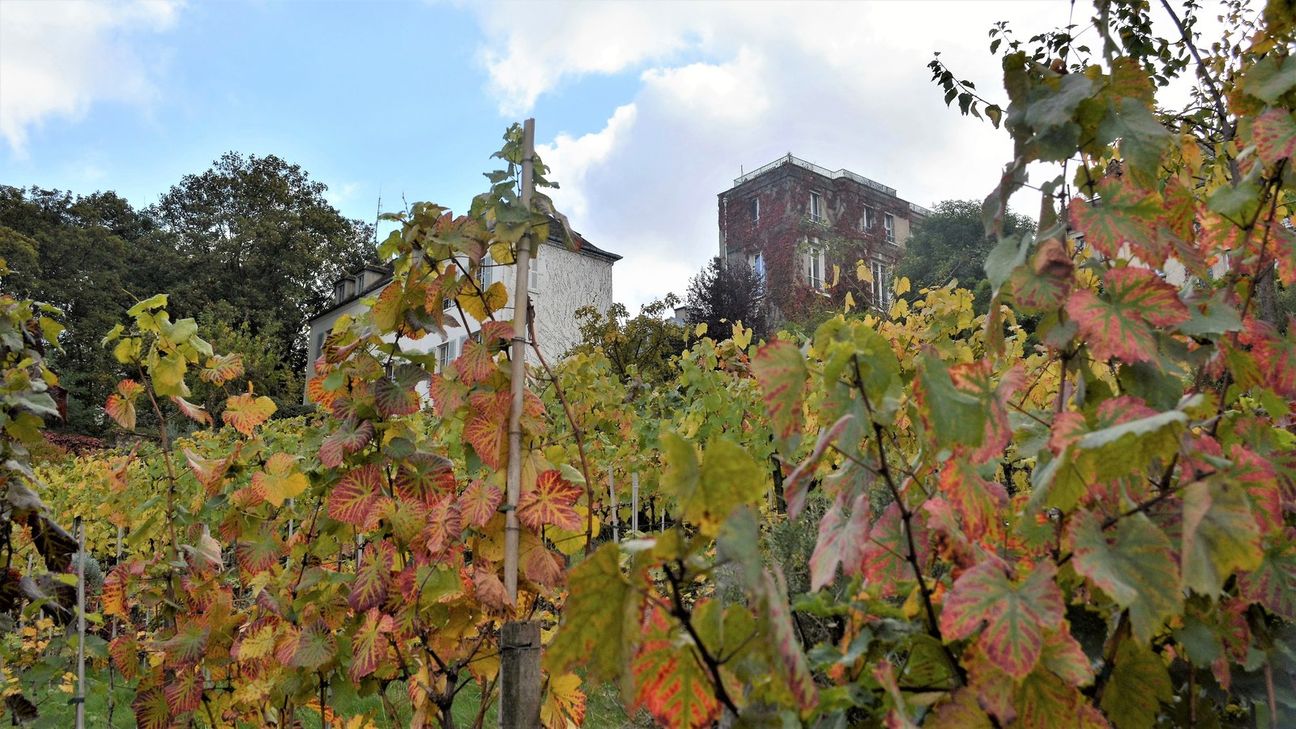 Vines with red and yellow leaves in Clos Montmartre, with buildings behind them.